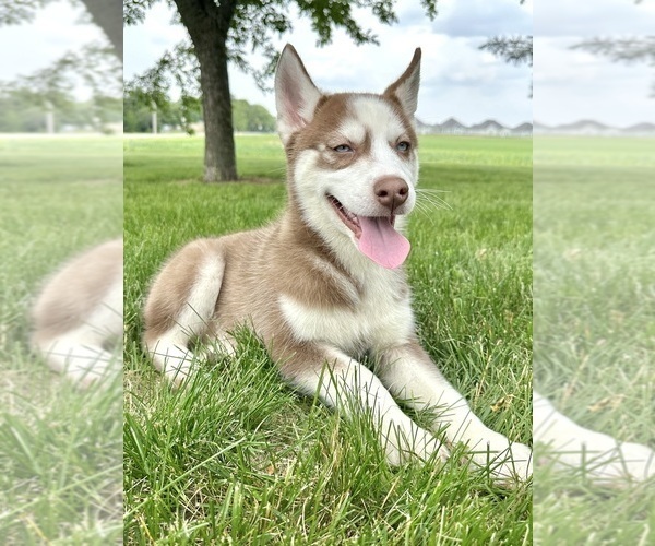 Medium Photo #1 Siberian Husky Puppy For Sale in GREENFIELD, IN, USA