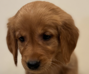 Golden Retriever Puppy for sale in COLUMBUS, IN, USA