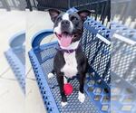 Small #5 American Pit Bull Terrier
