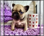 Small Photo #1 French Bulldog Puppy For Sale in OJAI, CA, USA
