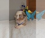Small #5 Australian Shepherd