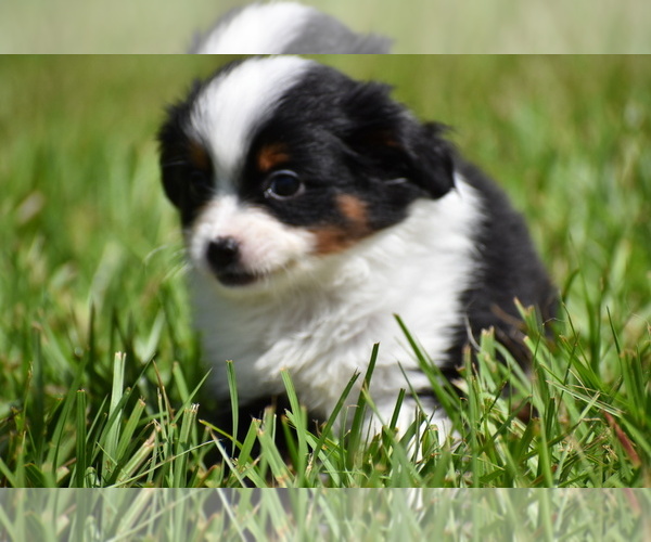 Medium Photo #6 Miniature Australian Shepherd Puppy For Sale in PALM COAST, FL, USA