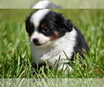 Small #5 Miniature Australian Shepherd