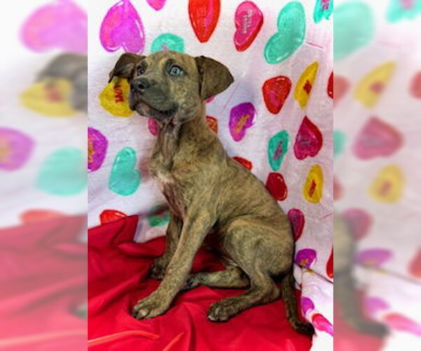 Medium Photo #2 Black Mouth Cur-Catahoula Leopard Dog Mix Puppy For Sale in Pleasanton, TX, USA