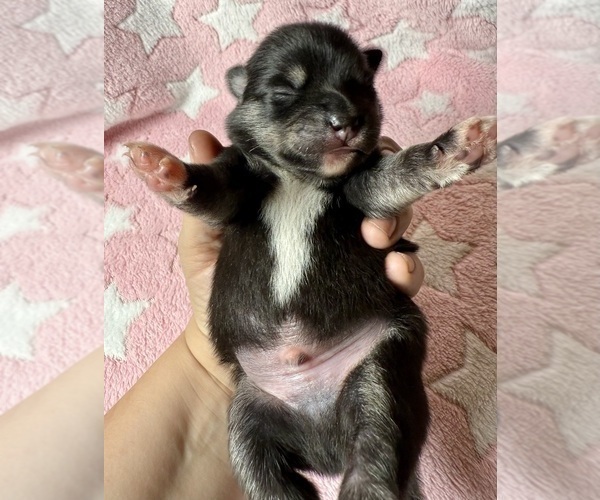 Medium Photo #7 Pomsky-Shiba Inu Mix Puppy For Sale in NASHUA, NH, USA