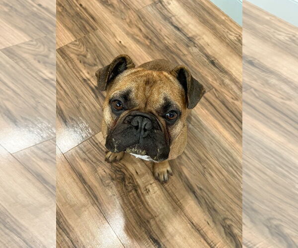 Medium Photo #2 French Bulldog Puppy For Sale in St. Louis Park, MN, USA