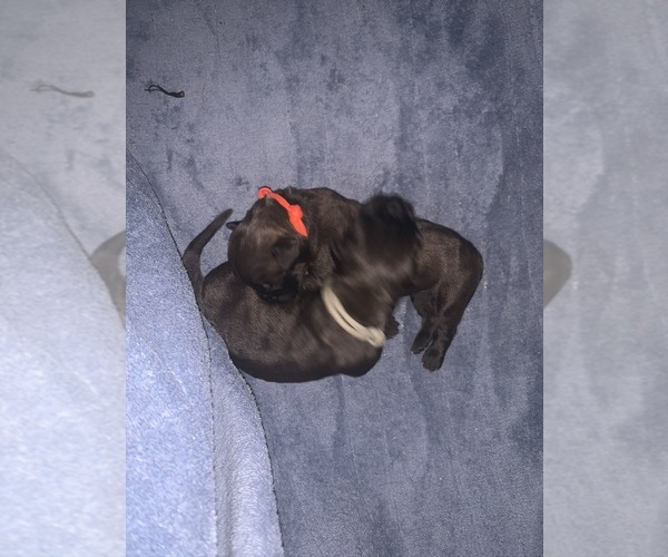 Medium Photo #10 Boerboel Puppy For Sale in LAS CRUCES, NM, USA