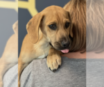 Small #1 Labrador Retriever Mix