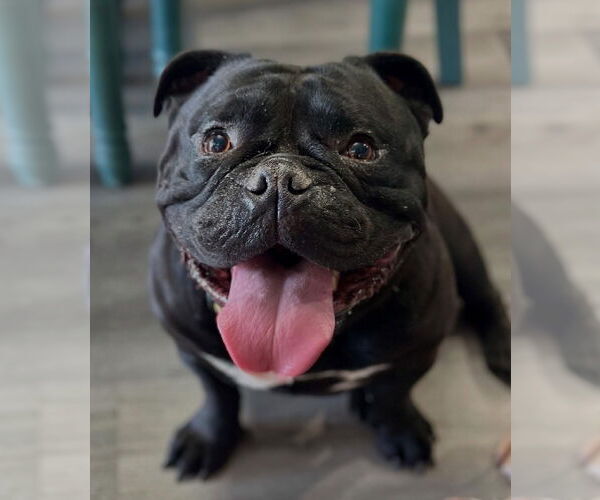 Medium Photo #5 Bulldog-Unknown Mix Puppy For Sale in Las Vegas, NV, USA