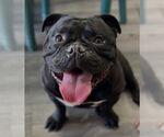 Small #4 Bulldog Mix