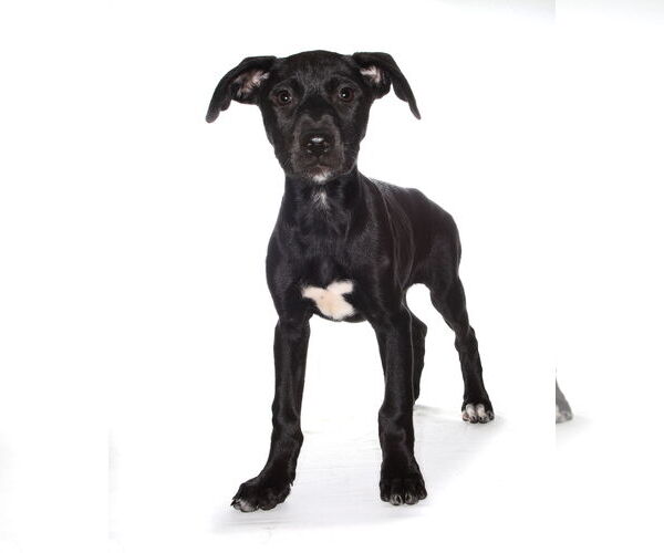 Medium Photo #3 Labrador Retriever Puppy For Sale in Oakland Park, FL, USA