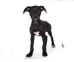 Small #2 Labrador Retriever