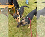 Small #6 German Shepherd Dog