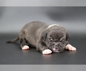 American Bully Puppy for sale in CHAMPAIGN, IL, USA
