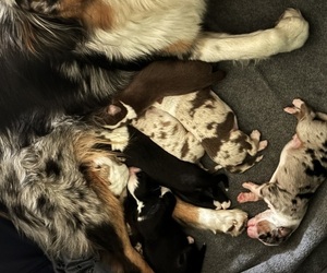 Australian Shepherd Puppy for sale in YUCAIPA, CA, USA