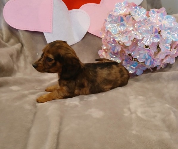 Medium Photo #3 Dachshund Puppy For Sale in BURLINGTON, MA, USA