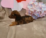 Small #2 Dachshund