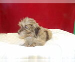 Small #3 F2 Aussiedoodle