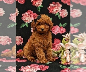 Cavapoo Puppy for sale in QUARRYVILLE, PA, USA