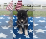 Small Photo #2 Alaskan Klee Kai Puppy For Sale in WINCHESTER, OH, USA