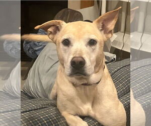 Mutt Dogs for adoption in St. Louis Park, MN, USA