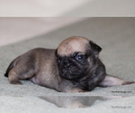 Puppy Frank Pug