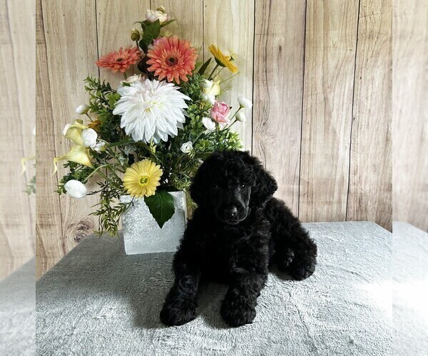 Medium Photo #1 Poodle (Standard) Puppy For Sale in CHRISTIANA, PA, USA