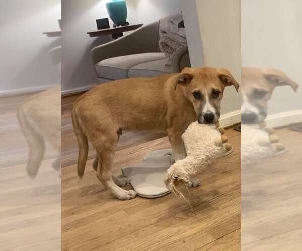 Medium Photo #3 Great Pyrenees-Unknown Mix Puppy For Sale in New York, NY, USA