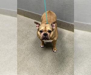 American Pit Bull Terrier-Unknown Mix Dogs for adoption in Las Vegas, NV, USA