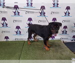 JASPER - Male Rottweiler Dog for Adoption - Small photo
