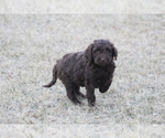 Small Photo #12 Labradoodle Puppy For Sale in MEMPHIS, MO, USA