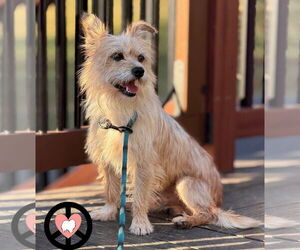 Mutt Dogs for adoption in Lebanon, PA, USA