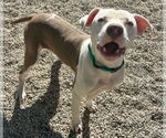 Small #3 American Pit Bull Terrier Mix