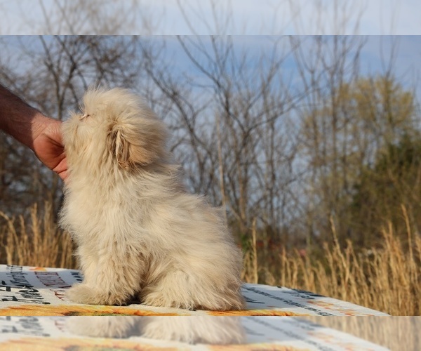 Medium Photo #9 ShihPoo Puppy For Sale in DYERSBURG, TN, USA