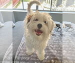Small #4 Maltipoo