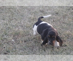 Small #6 Basset Hound