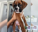 Puppy chewie Boxer