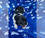 Small Photo #18 American Foxhound Puppy For Sale in AIKEN, SC, USA