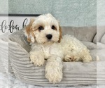 Small #4 Cavapoo