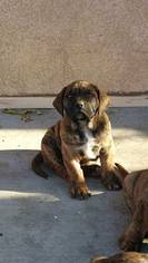 Presa Canario Puppy for sale in NORTH HOLLYWOOD, CA, USA