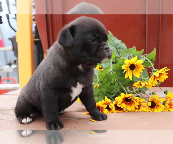Medium Photo #3 Mutt-Pug Mix Puppy For Sale in SHILOH, OH, USA