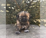 Small #1 Shih Tzu
