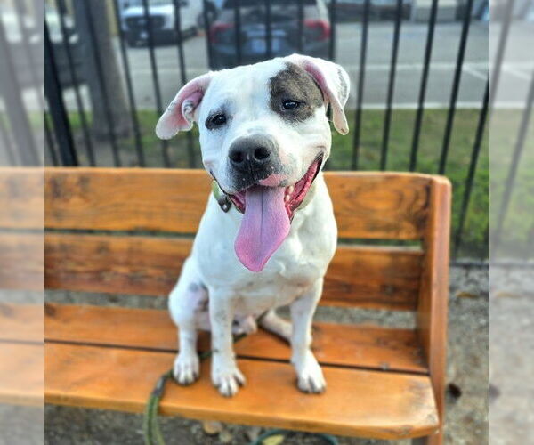 Medium Photo #2 American Bulldog-Unknown Mix Puppy For Sale in Long Beach, CA, USA
