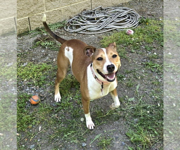 Medium Photo #7 Jack Russell Terrier-Unknown Mix Puppy For Sale in Glen Allen, VA, USA