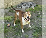 Small #6 Jack Russell Terrier Mix