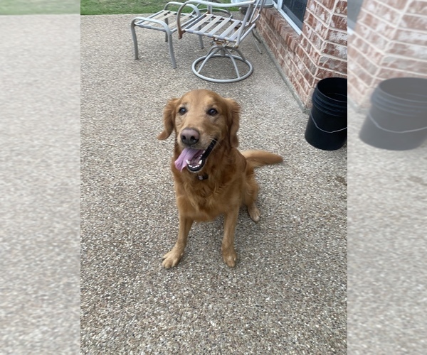 Medium Photo #1 Golden Retriever Puppy For Sale in ROBINSON, TX, USA
