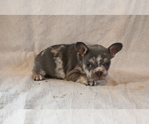 Medium Photo #3 French Bulldog Puppy For Sale in WOOSTER, OH, USA