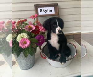 Bernedoodle (Miniature) Puppy for sale in FREDERICKSBURG, OH, USA