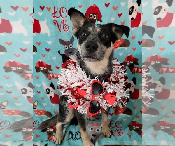 Medium Photo #7 Mutt Puppy For Sale in FAIRLAWN, OH, USA