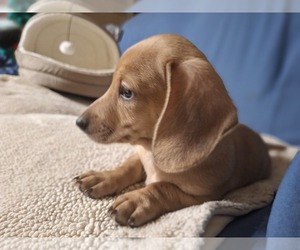 Dachshund Puppy for sale in BRISTOL, TN, USA